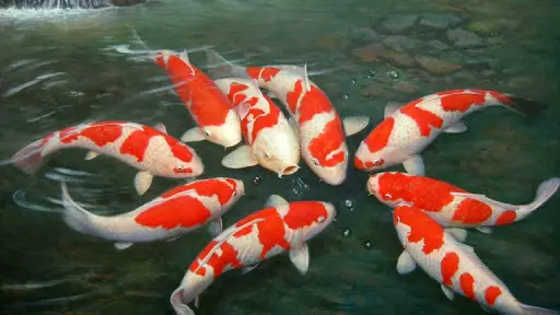 Budidaya Ikan Koi