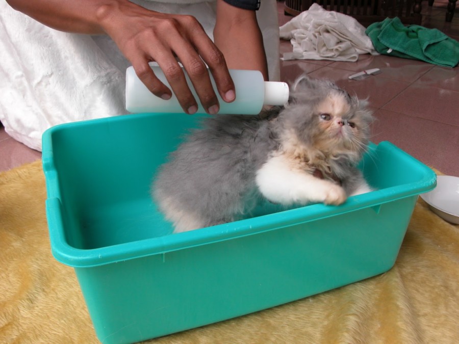 From : merawat-kucing15.blogspot.com