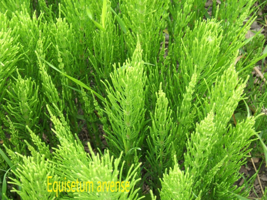 tumbuhan paku Equisetum_arvense