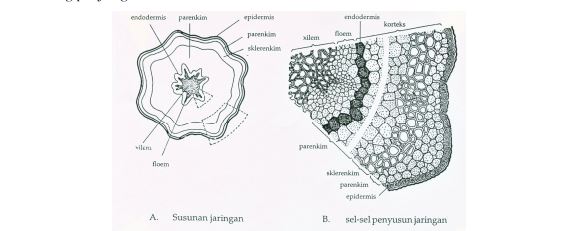 bagian batang tumbuhan paku