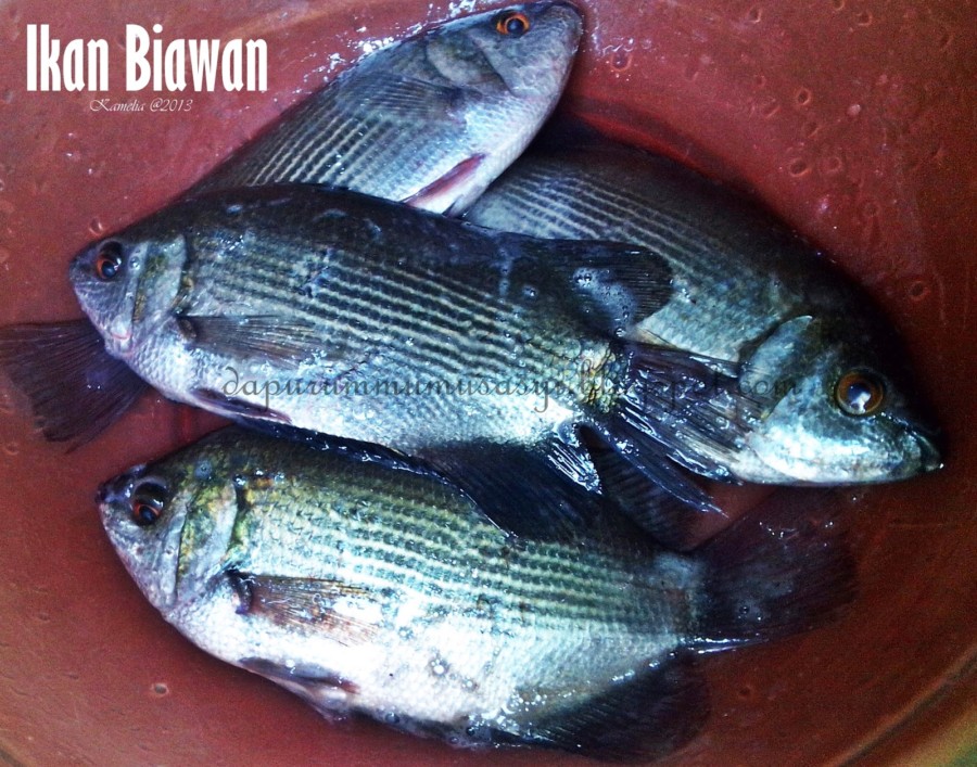 ikan hias air tawar biawan