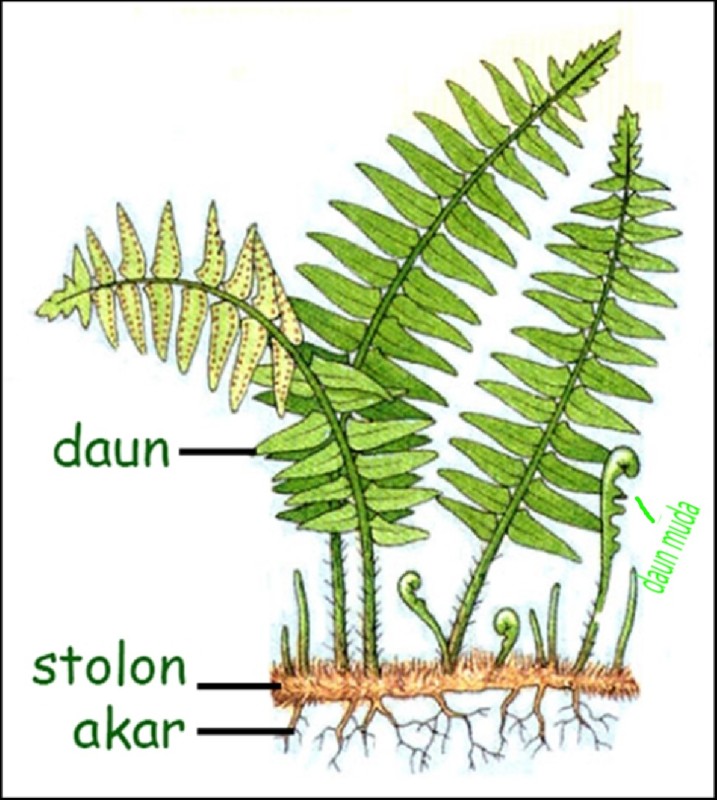 daun-muda