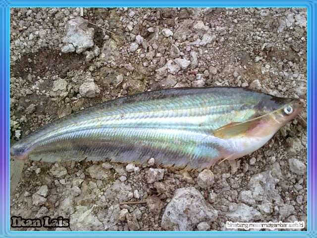 ikan air tawar lias