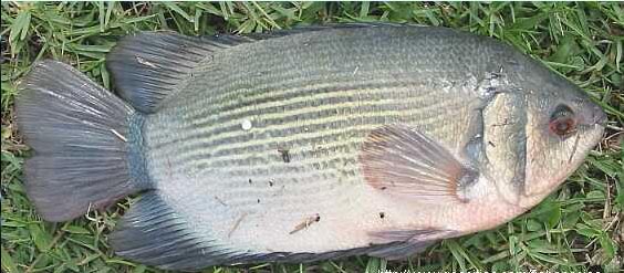 ikan air tawar tembakang