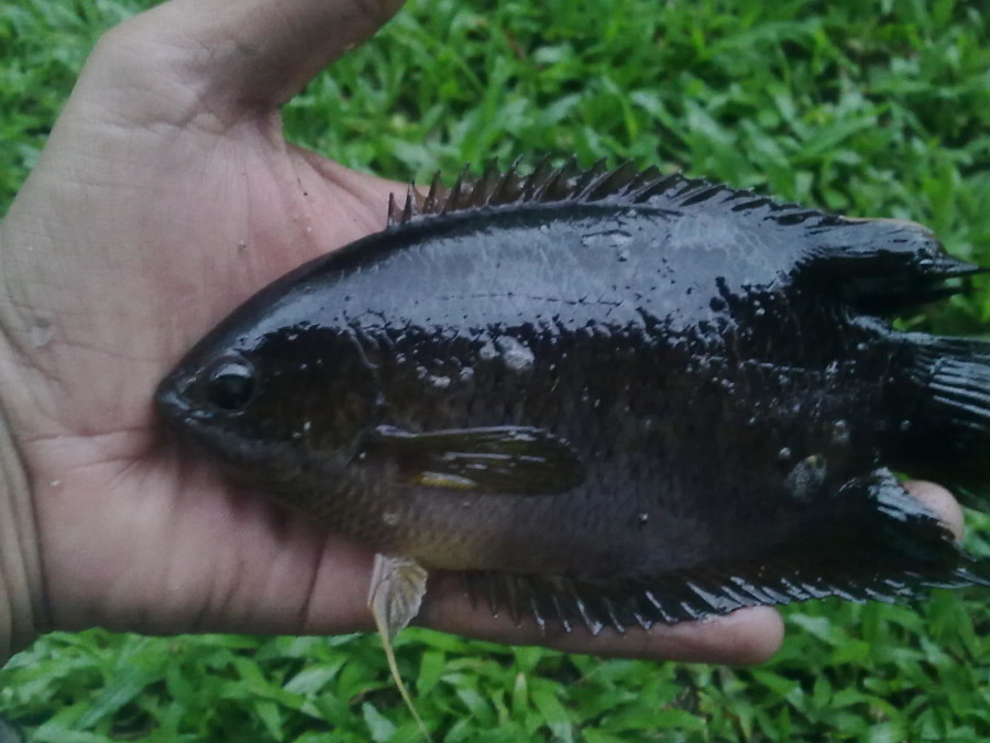 ikan air tawar kapar