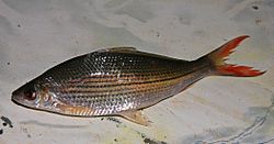 ikan air tawar masik