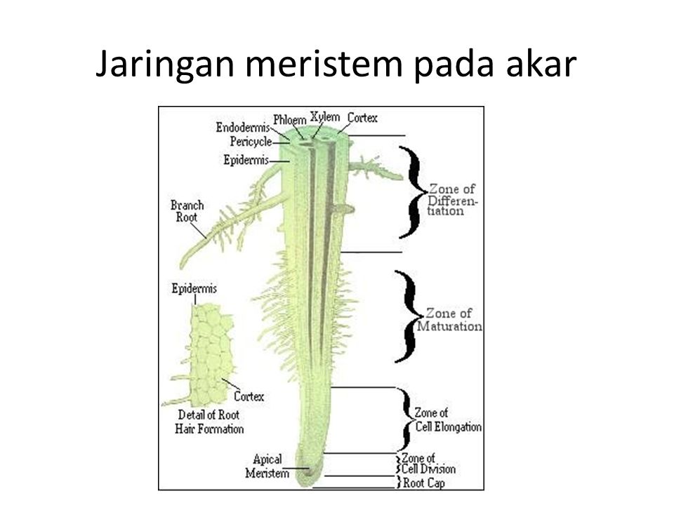 tumbuhan paku bagian akar