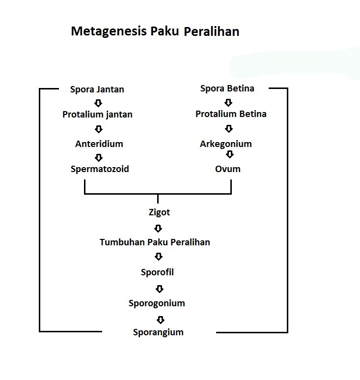 metagenesis tumbuhan paku peralihan