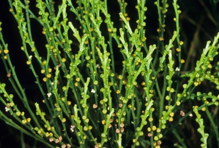 metagenesis psilotum