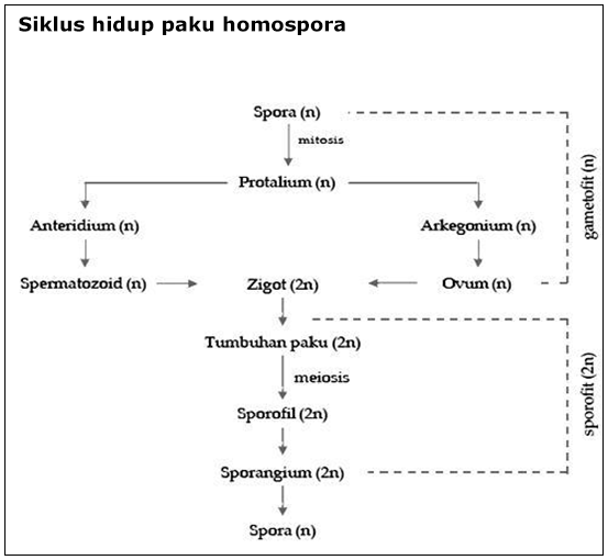 tumbuhan paku homospora