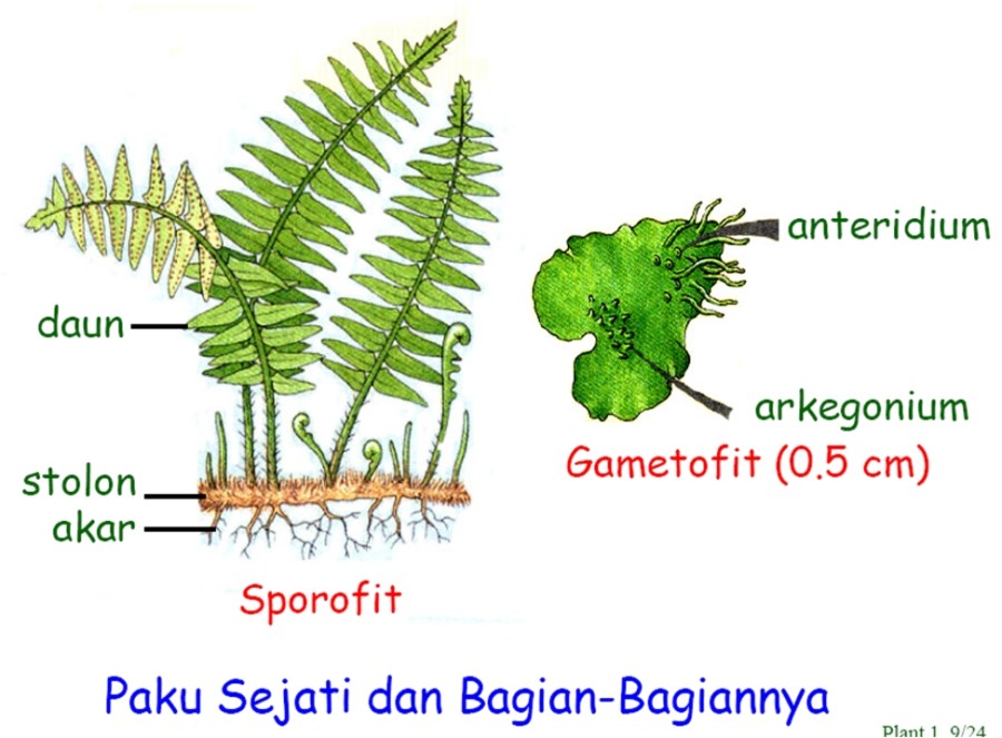 struktur tumbuhan paku