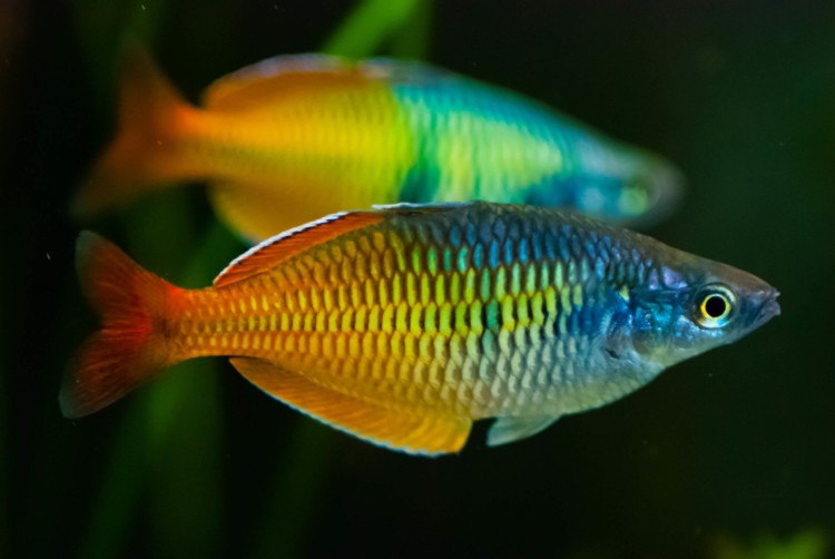 jenis ikan hias air tawar rainbow yang cantik
