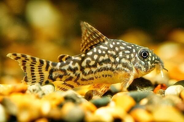 jenis ikan hias corydoras aquarium