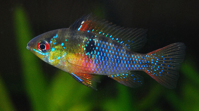 ikan hias air tawar terindah blue ram