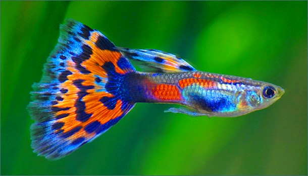 jenis ikan hias air tawar guppy indah