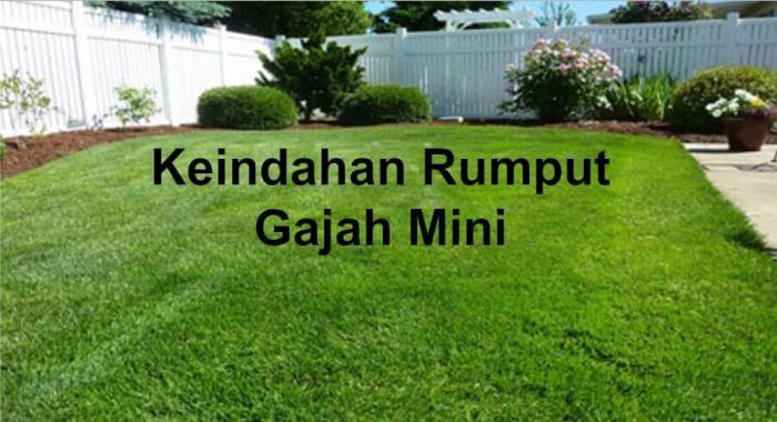 jual rumput gajah mini untuk taman