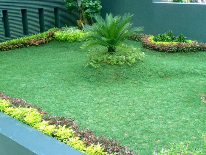 rumput gajah mini taman