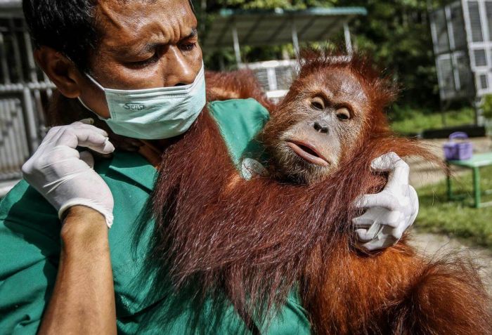 Orang Utan Sumatera dan Kalimantan