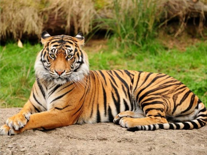 2. Harimau Sumatera