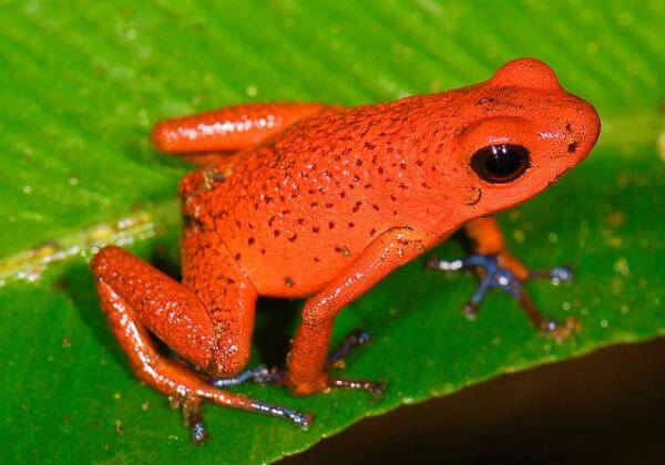 Katak Merah atau Katak Api