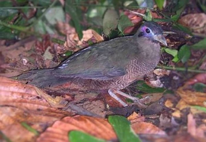 Burung Tokhtor Sumatera