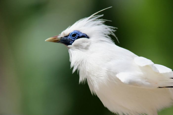  Burung Jalak Bali