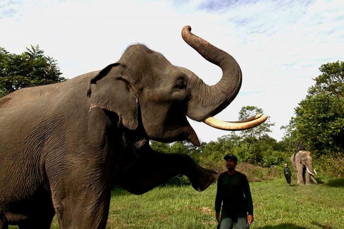 Gajah Sumatera