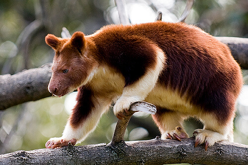 Kanguru Pohon Wondiwoi