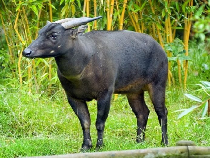 Anoa