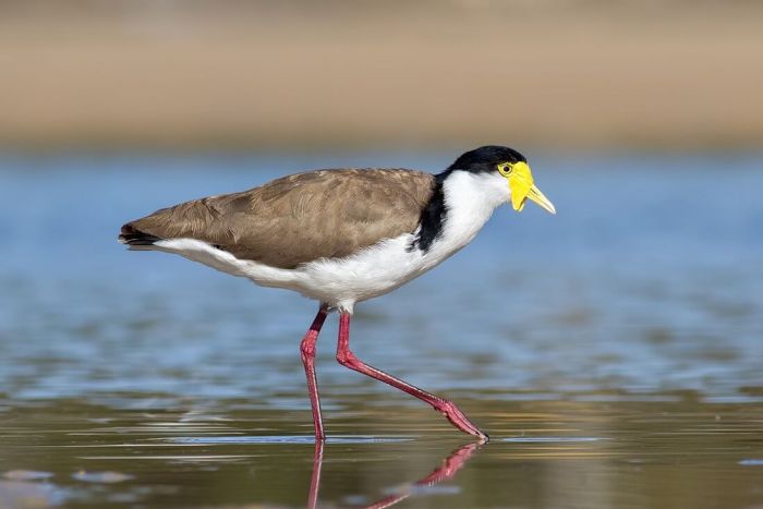 BURUNG TRULEK JAWA