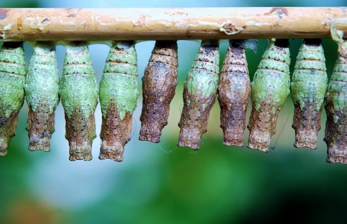 Fase kepompong (Pupa)