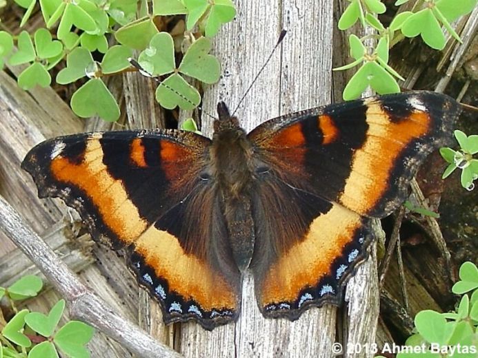 Milbert tortoiseshell butterfly