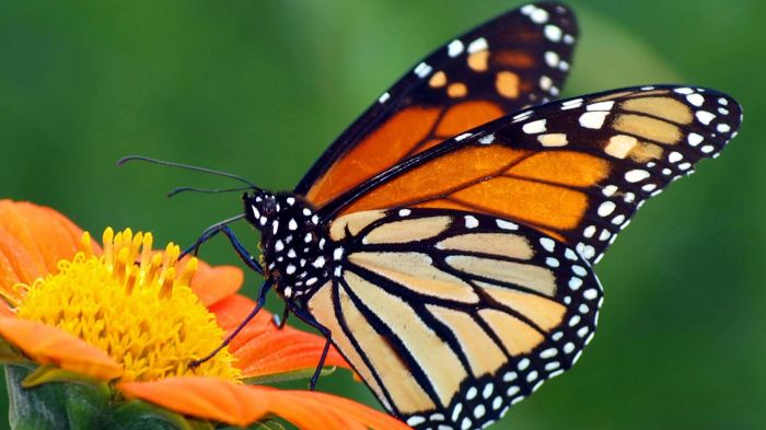 Monarch Butterfly