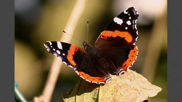 Red Admiral