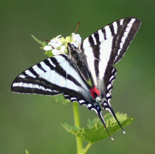 The Zebra Swallowtail