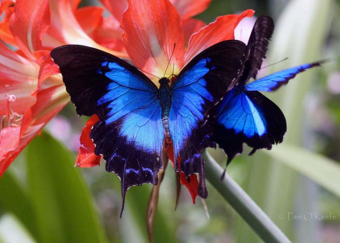 Ulysses Butterfly