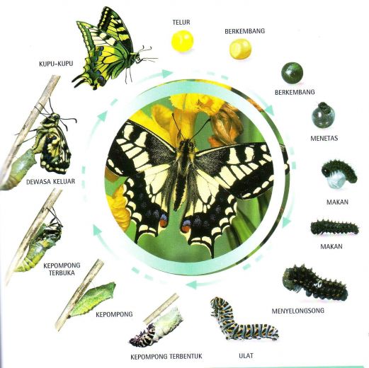 metamorfosis kupu-kupu sempurna