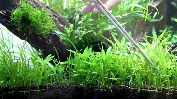 jenis tanaman aquascape