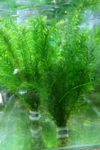 Egeria densa aquascape