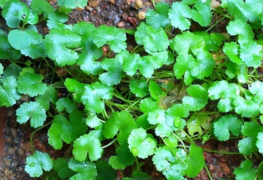 tanaman aquascape hydrocotyle