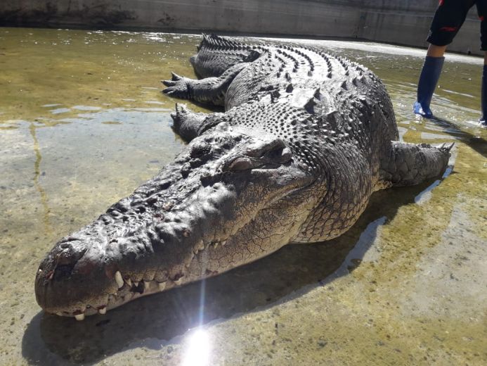 BUAYA YAI DAN UTAN