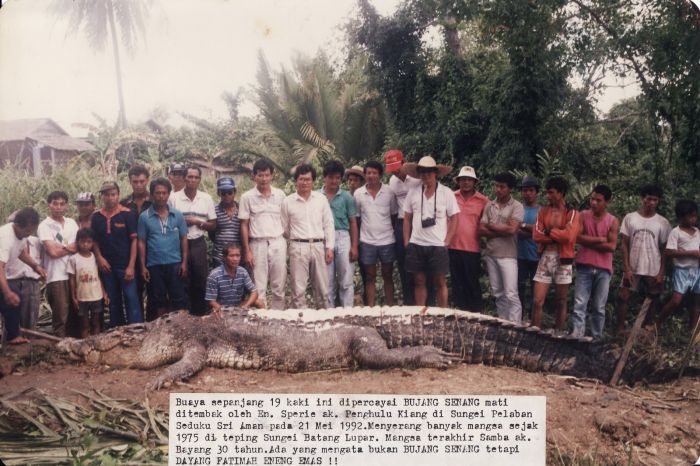 Buaya Bujang Senjang