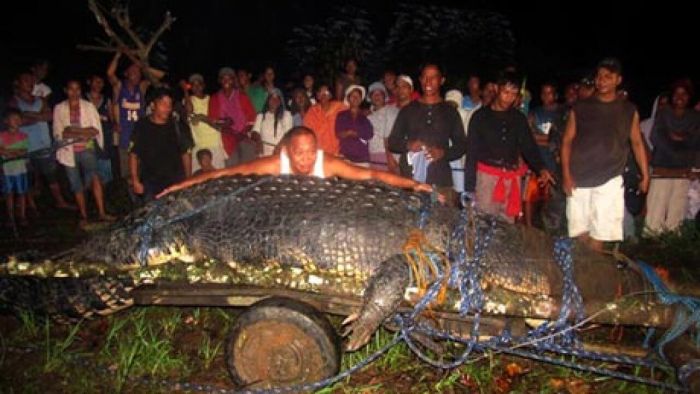 Buaya Lolong