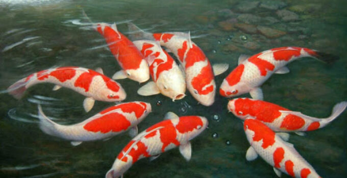 Budidaya Ikan Koi