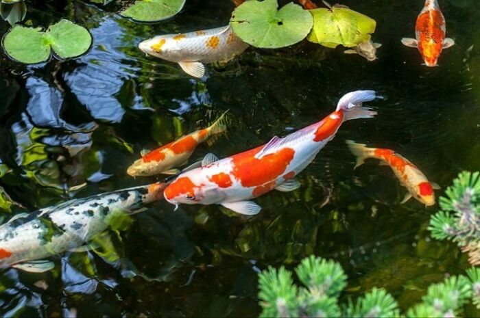 Ikan Koi