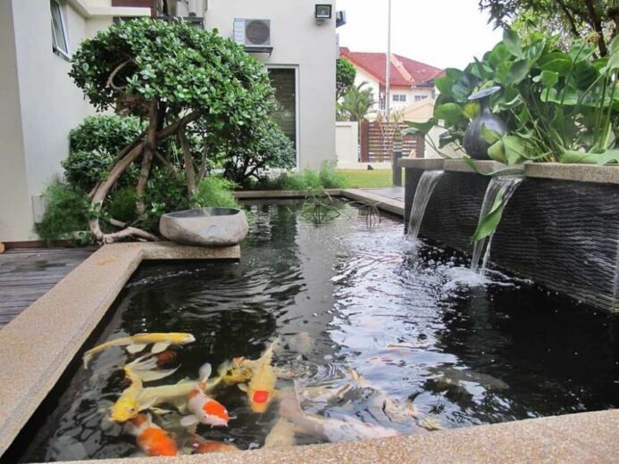 Menyiapkan Kolam ikan koi