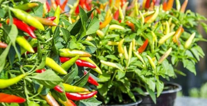 cara menanam cabe agar berbuah lebat